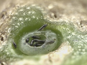 larvae