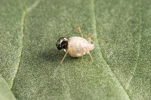 Emerging from an aphid mummy