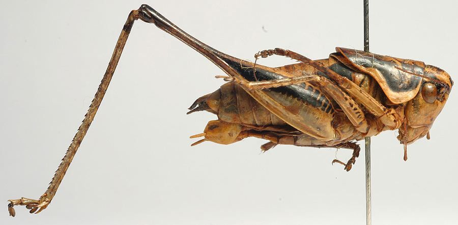 CollectionObject 1517162; 9d8e73f3-5699-4fda-bb57-e1df4a9dce09: male, lateral view (holotype of Parapholidoptera intermixta). (CollectionObject).