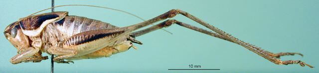 CollectionObject 1500471; c309c7f7-eb06-45e8-ba74-f42cd86dc18c: male, lateral view (holotype). (CollectionObject).