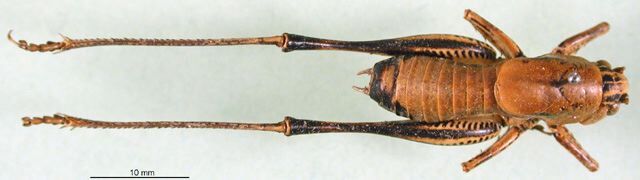 CollectionObject 1500544; d1b88e4b-9e20-4610-93f1-77b9d31ed716: male, dorsal view (syntype). (CollectionObject).