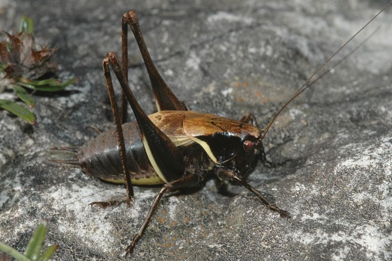 Pholidoptera aptera aptera (Fabricius, 1793): male from Otonica, Slovenia (1 October 2005). (Otu).