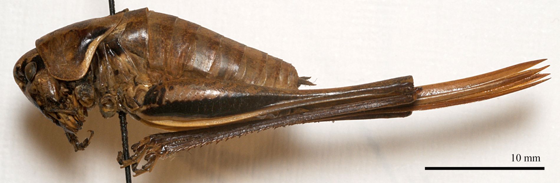 CollectionObject 1532083; 35f4aeea-af93-4efb-9dee-5a258e51c53e: female, lateral view (holotype). (CollectionObject).