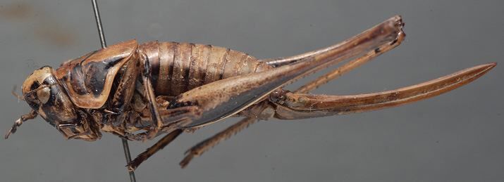 CollectionObject 1505818; 22582c12-dcdf-4d94-ae47-898a6b896725: female, lateral view (holotype of Pholidoptera ganevi). (CollectionObject).
