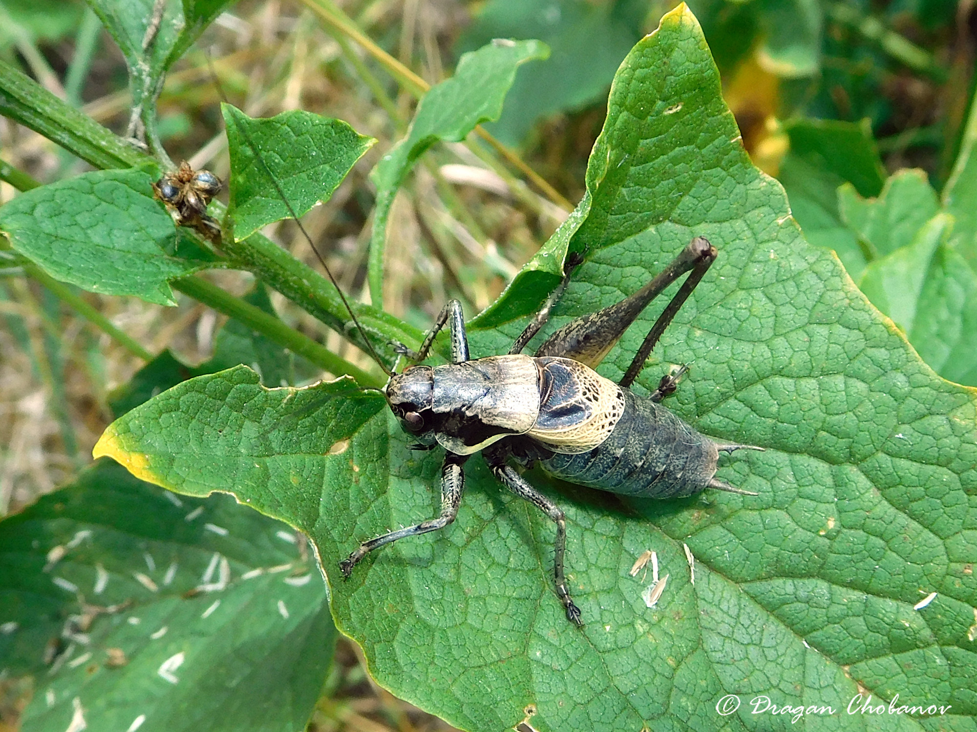 CollectionObject 1591474; ec1ffd2c-3664-402d-b8f7-bd63d0358842: BG: Pirin Mts, NW slopes, male. (CollectionObject).