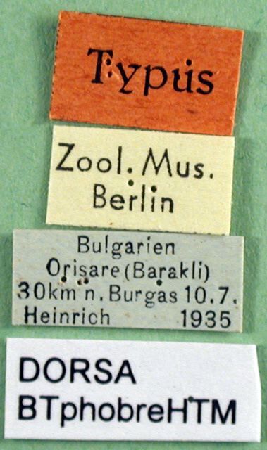 CollectionObject 1500474; 5e333655-18b0-4311-88fc-e9b80655c2e6, DORSA BTphobreHTM: labels (holotype). (CollectionObject).