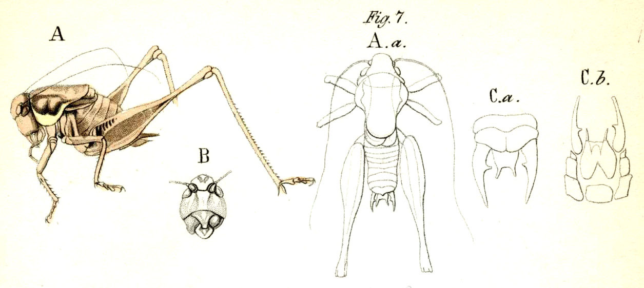 Pholidoptera fallax (Fischer, 1853): Pl. 11, Fig. 7. male (body length 20 mm, pronotum 9 mm, hind femur 23 mm), A habitus, B head, C abdomen tip (a dorsal, b ventral). (Otu).