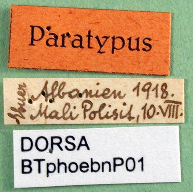 CollectionObject 1502735; 66324866-bac3-4cbd-b0a2-5c9b8d13cec4: labels (paratype). (CollectionObject).