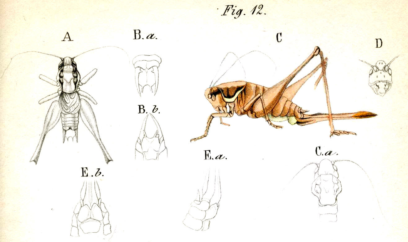 Pholidoptera littoralis similis (Brunner von Wattenwyl, 1861): Pl. 13, Fig. 12. A male dorsal, B male abdomen tip (a dorsal, b ventral), C female, D female head, E female abdomen tip (a lateral, b ventral). (Otu).