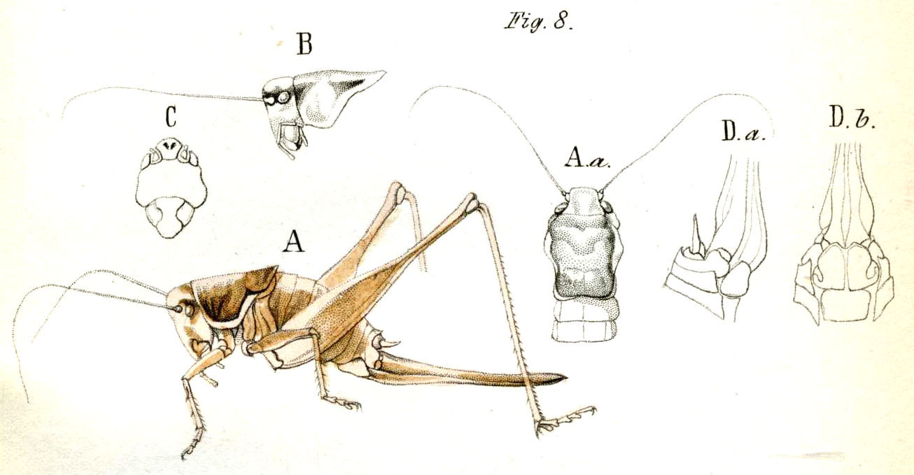 Pholidoptera littoralis littoralis (Fieber, 1853): Pl. 11, Fig. 8. female (body length 27-23 mm, prontum 10-11 mm, hind femur 22-30 mm, ovipositor 25 mm). (Otu).