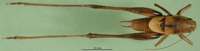 CollectionObject 1500478; 28954a4b-2645-4274-ae34-4edfad70430f: male, dorsal view (holotype). (CollectionObject).