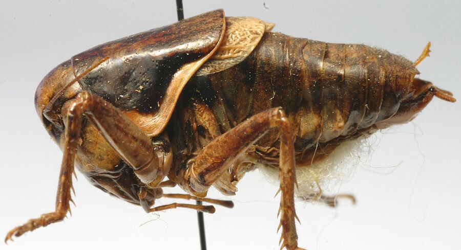 CollectionObject 1475683; e738de83-eaa5-4702-8adc-9cb47d3304e6: male, lateral view (paratype). (CollectionObject).