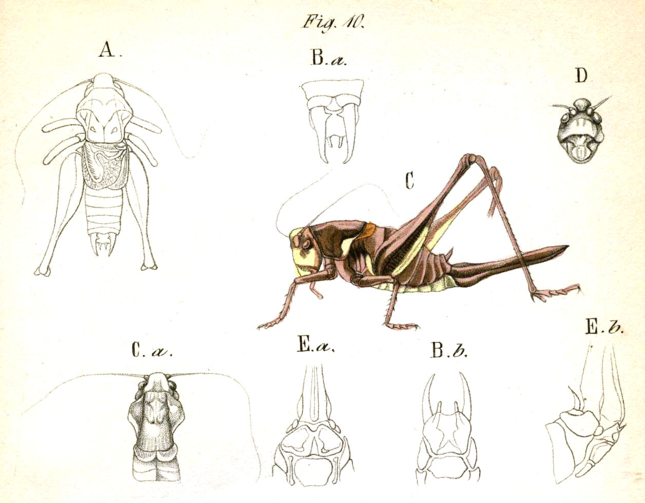 Pholidoptera transsylvanica (Fischer, 1853): Pl. 12, Fig. 10. A male dorsal, B male abdomen tip (a dorsal, b ventral). C female, D female frons, E female abdomen tip (a ventral, b lateral). (Otu).