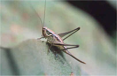 Bolua turkiyae Ünal, 1999: female. (Otu).