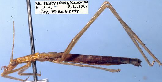 Kawanaphila lexceni Rentz, 1993: male (paratype). (Otu).