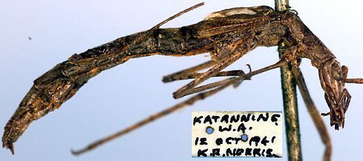 Kawanaphila nartee Rentz, 1993: male (paratype). (Otu).