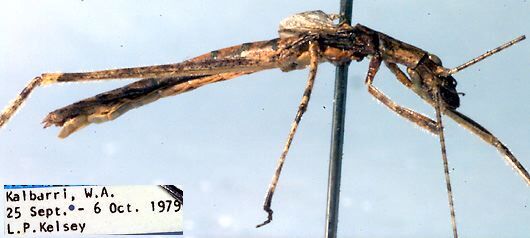 Kawanaphila pillara Rentz, 1993: male (paratype). (Otu).