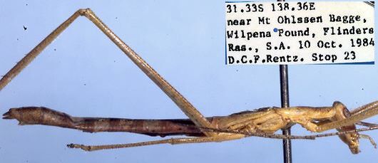 Kawanaphila triodiae Rentz, 1993: male (paratype). (Otu).