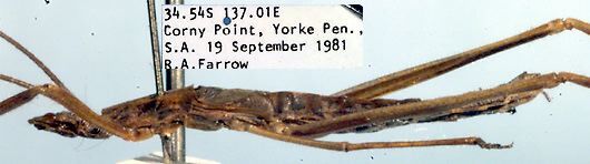 Kawanaphila ungarunya Rentz, 1993: male (paratype). (Otu).