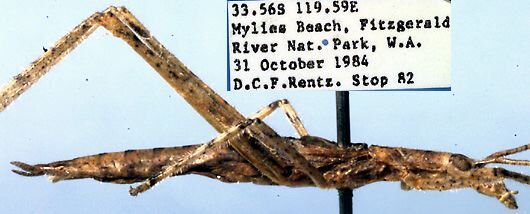 Kawanaphila yarraga Rentz, 1993: male, lateral view (paratype). (Otu).