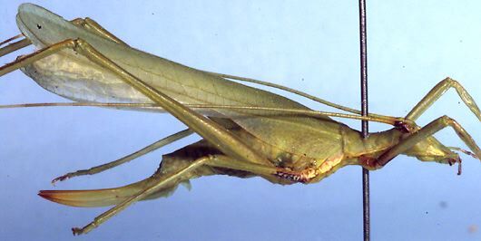 Windbalea viride Rentz, 1993: female, lateral view (paratype). (Otu).