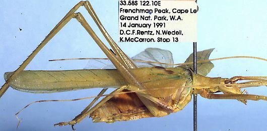 Windbalea warrooa Rentz, 1993: male (holotype). (Otu).