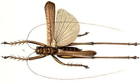 Paralistroscelis listrosceloides (Karny, 1907): male (from Karny 1912, Genera Insectorum 131). (Otu).
