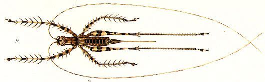 Poecilomerus saga Karny, 1907: female, dorsal view. (Otu).