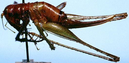 Arachnoscelis (Centrophisis) rehni Randell, 1964: female, lateral view (allotype). (Otu).