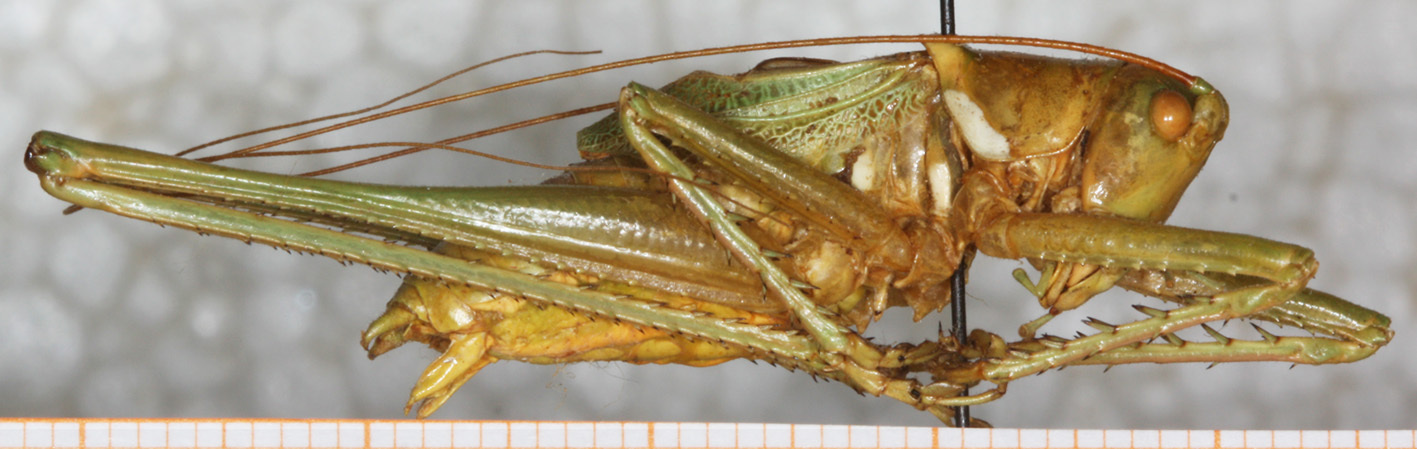 CollectionObject 1564244; 789c4fb8-6e49-4962-8feb-bf3190b5a429: male, lateral view. (CollectionObject).