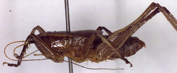 Requena baraya Rentz, 2001: male habitus, lateral view (paratype). (Otu).