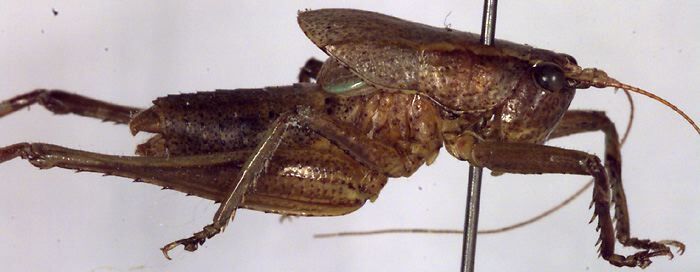 Requena pipa Rentz, 2001: male habitus, lateral view (paratype). (Otu).