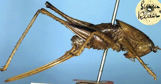 CollectionObject 1517440; c3881957-25fc-47ff-8f73-0087840f623f: female, lateral view (holotype). (CollectionObject).