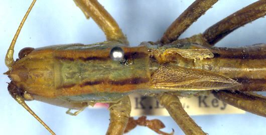 Alinjarria elongata (Rentz, 1993): female pronotum, dorsal view. (Otu).