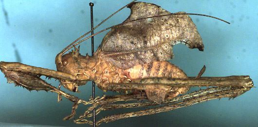 Acridoxena hewaniana Smith, 1865: male (Cameroon, Bitje, Ja River). (Otu).