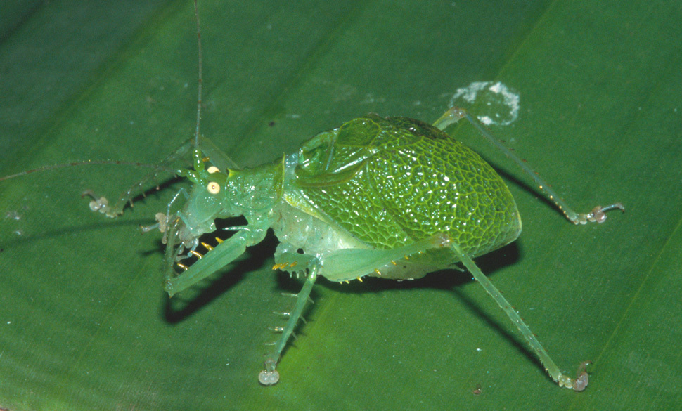 Aerotegmina kilimandjarica Hemp, 2001: male (Kilimanjaro, southern slopes, disturbed forest, 1710m, above Kidia). (Otu).