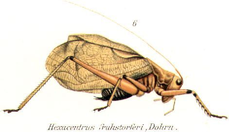 Hexacentrus fruhstorferi Dohrn, 1905: male habitus. (Otu).