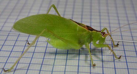 Hexacentrus japonicus Karny, 1907: male. (Otu).