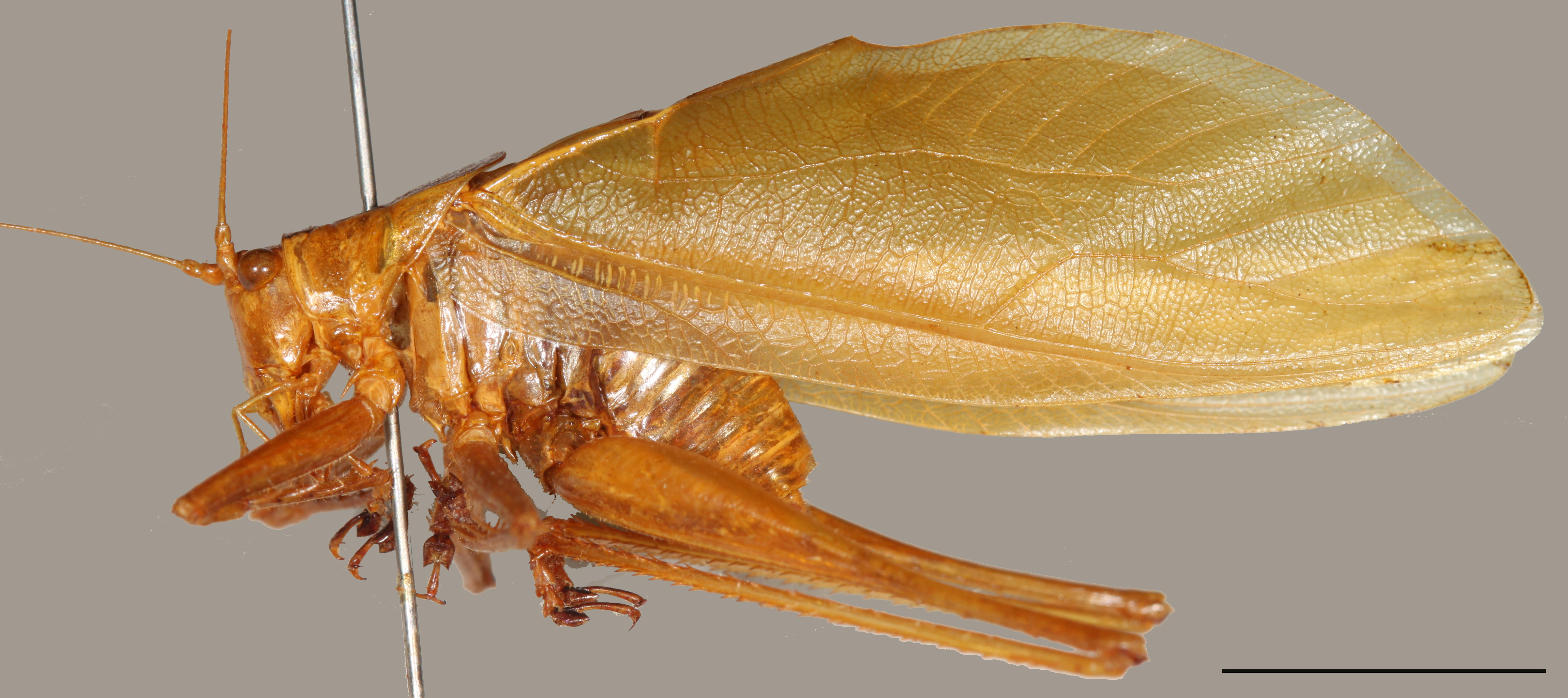 Hexacentrus unicolor Serville, 1831: male (scale bar: 10 mm). (Otu).