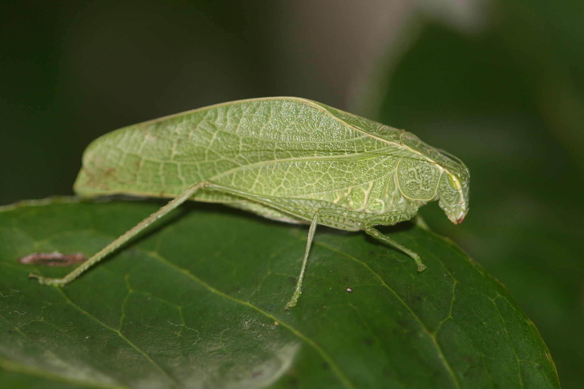 Eurycorypha combretoides Hemp, 2013: 2013. male, lateral view. (Otu).