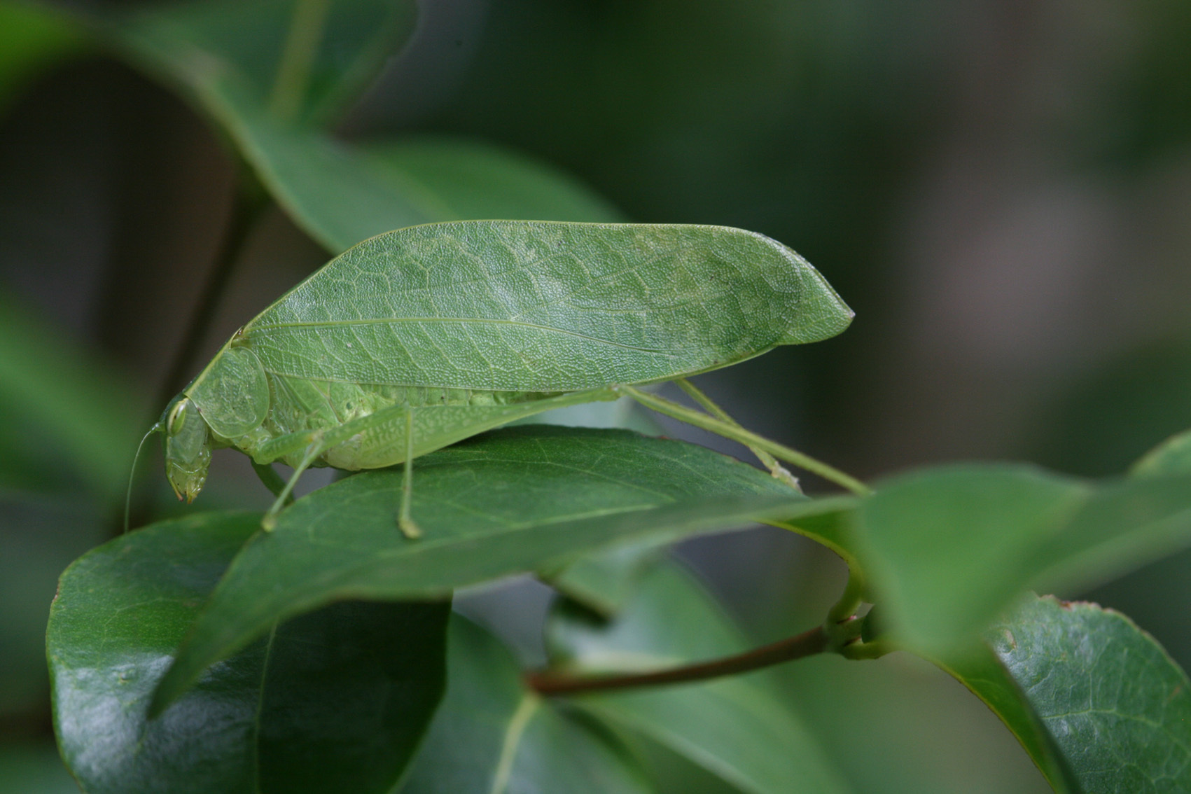 Eurycorypha resonans Hemp, 2013: 2013. female (Kidia). (Otu).