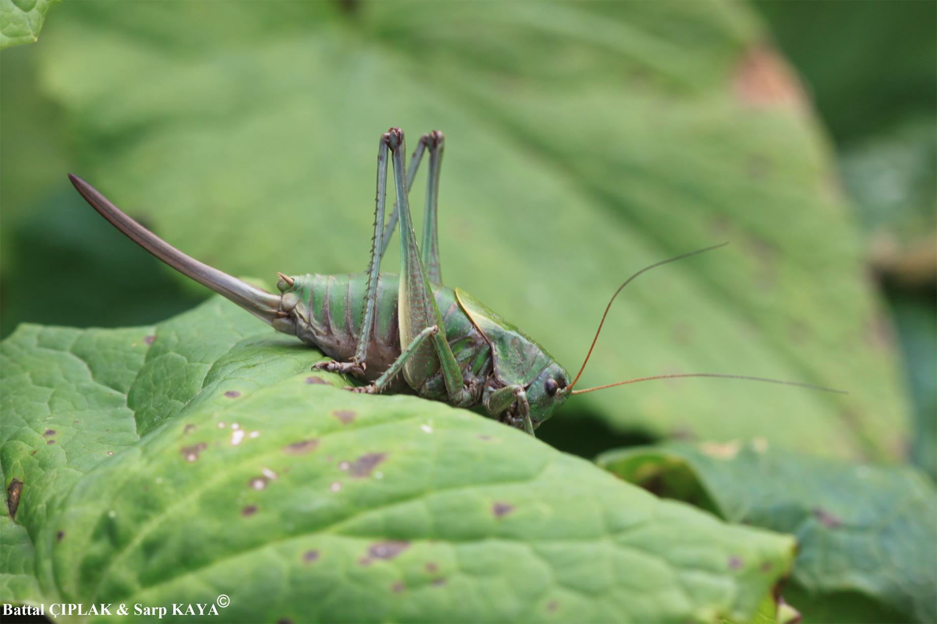 Psorodonotus soganli Ünal, 2013: female. (Otu).