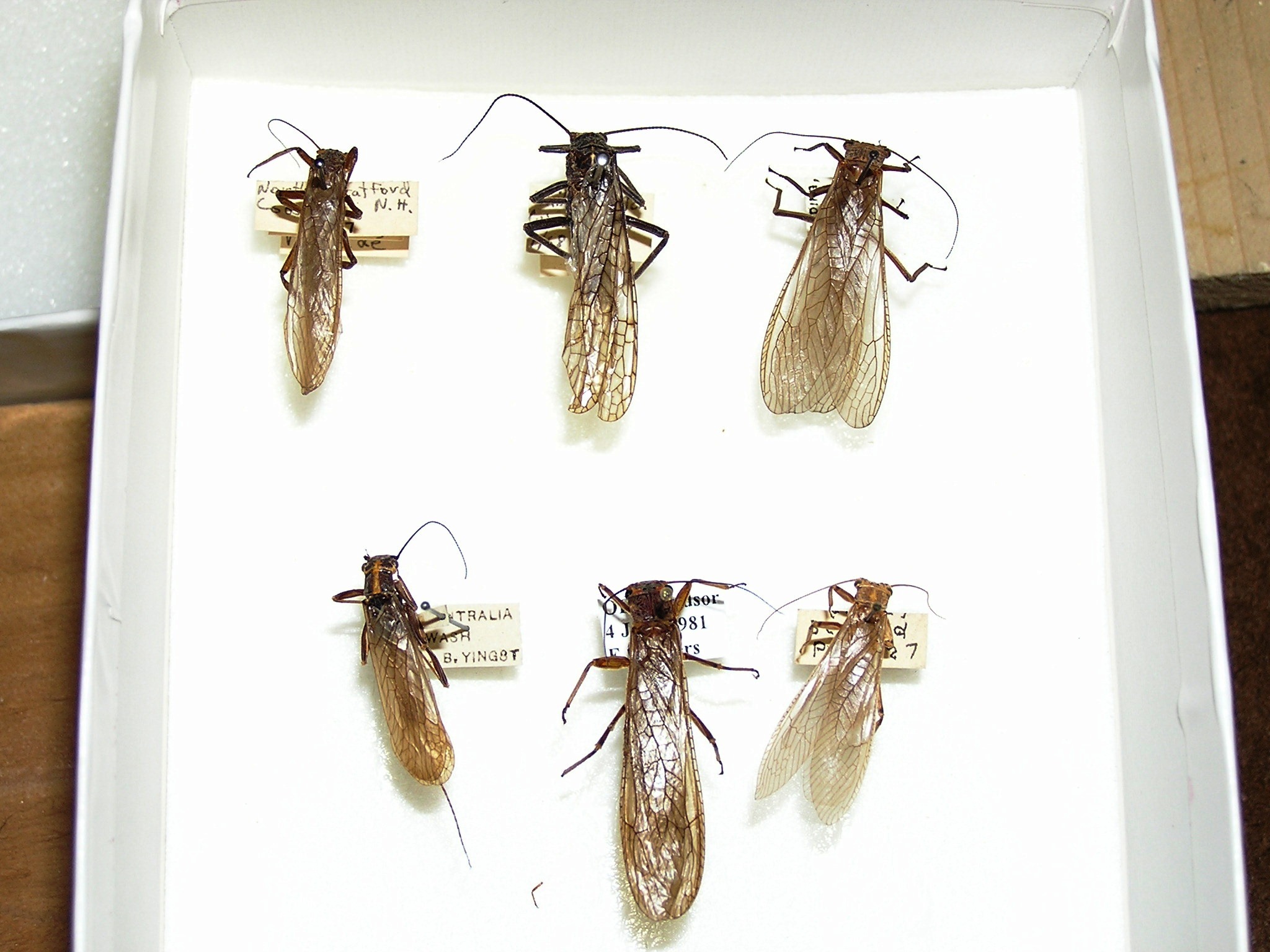 Plecoptera Burmeister, 1839: Pinned adult stoneflies. (Otu).