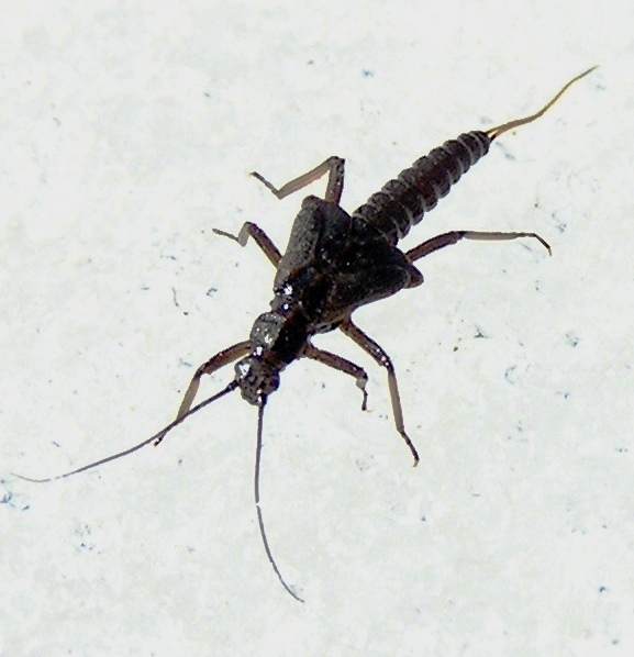 Taeniopteryx nivalis (Fitch, 1847): Nymph crawling over ice. Wisconsin River, WI, Mar. 2009. (Otu).