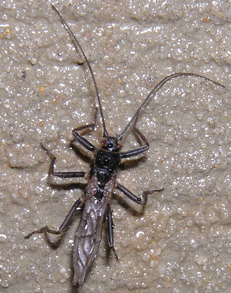 Oemopteryx glacialis (Barnston, 1848): Male O. glacialis. WI: Clark Co., Black River, 3/2011. (Otu).