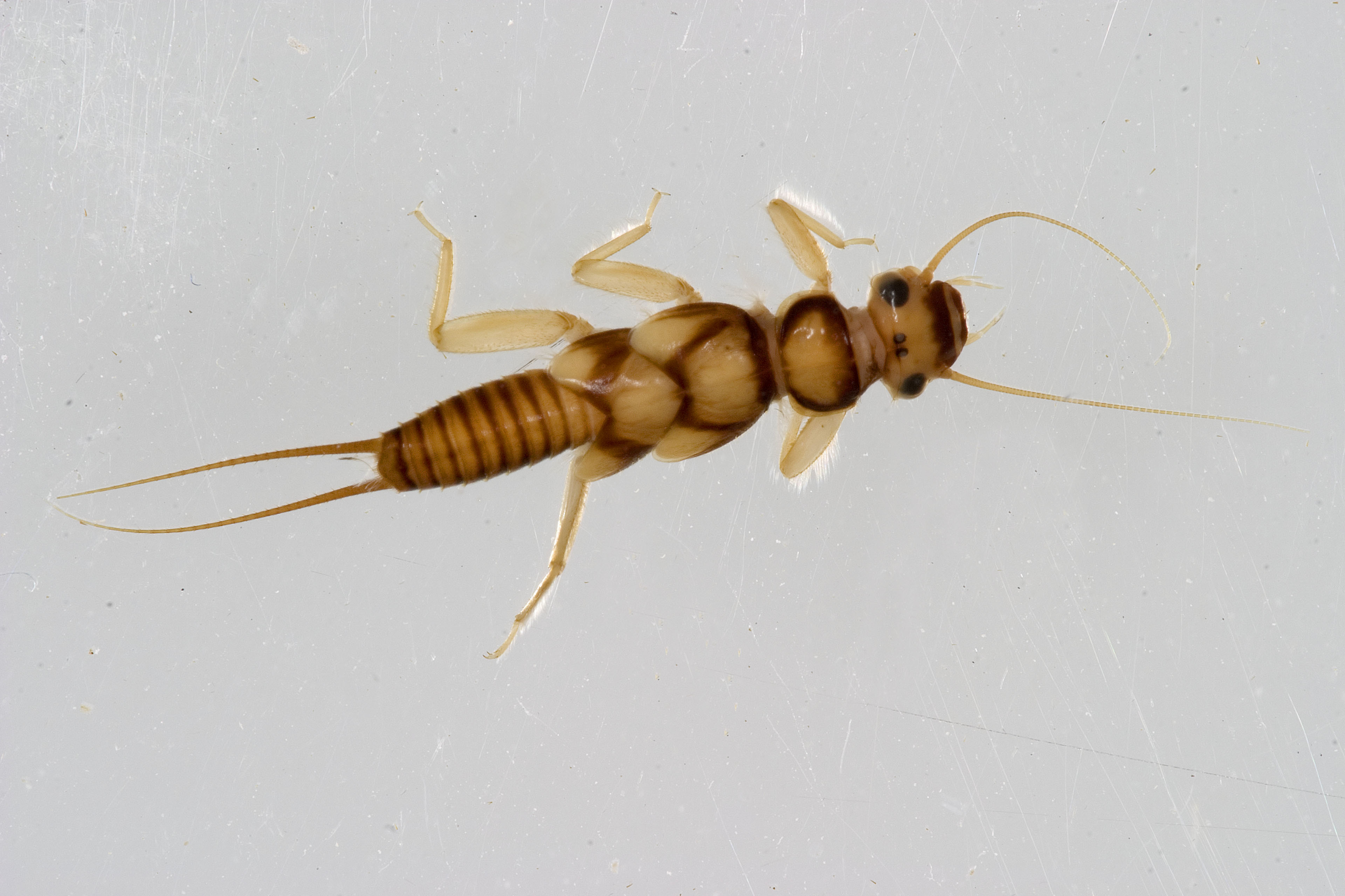 Neoperla Needham, 1905: M. Jeffords. Nymph. (Otu).