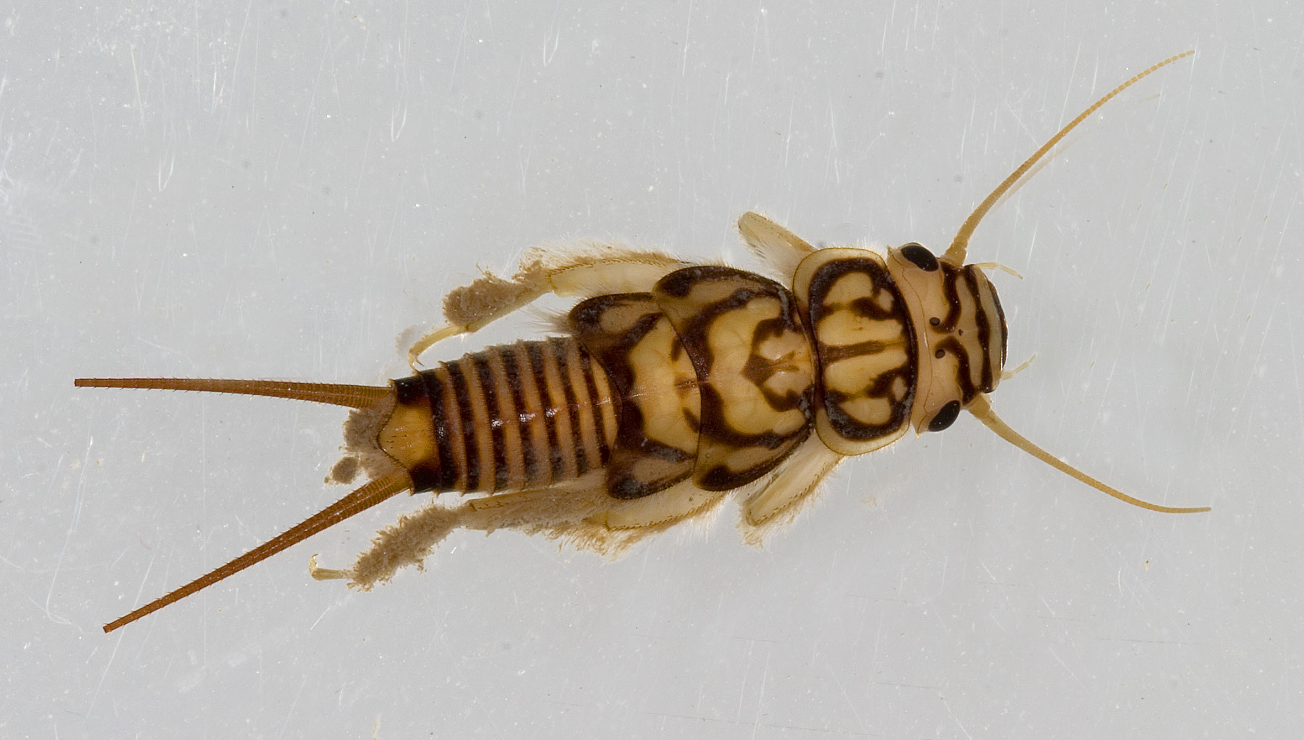 Agnetina capitata (Pictet, 1841): Photo by M. Jeffords. Nymph. (Otu).