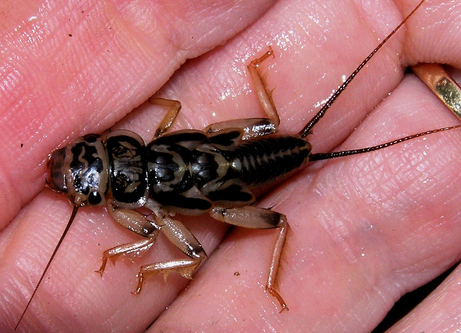 Acroneuria abnormis (Newman, 1838): R. E. DeWalt. Nymph from Kankakee River, NW Indiana, April 2006. (Otu).