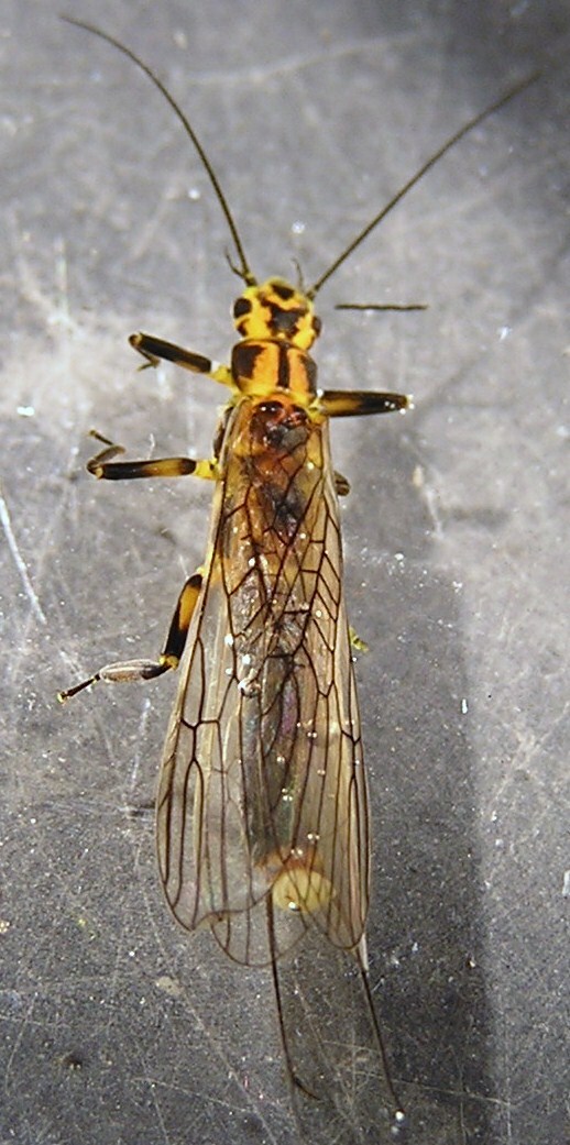 Perlinella drymo (Newman, 1839): Perlinella drymo, male. IL: Vermilion Co., Middle Fork VermilionR 4/25/2009. (Otu).