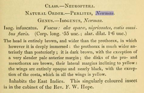 Helopicus infuscatus (Newman, 1838): image of original description. (Otu).